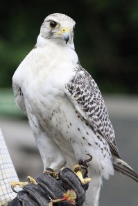 White Falcon